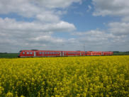 15.05.2015 Rapsfeld bei Biendorf